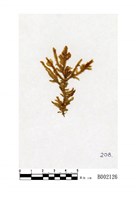 藏品(皺葉粗枝苔)的圖片